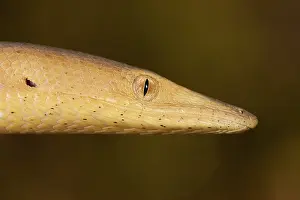 Legless: Burtons Legless Lizard
