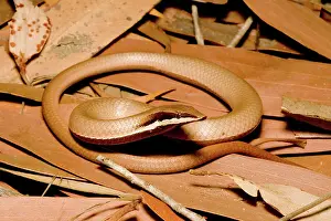 Legless: Burton's legless lizard