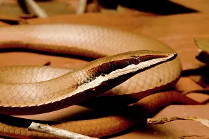Legless: Burton's legless lizard
