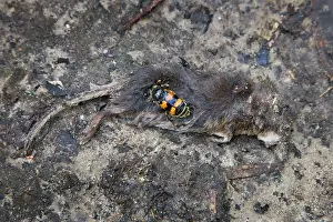 Burying: Burying Beetle - with dead mouse