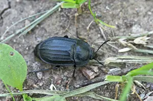 Burying: Burying Beetle (Silpha tristis). Gils ntre, ?land