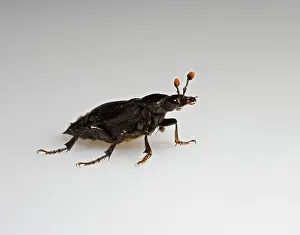 Burying: Burying beetle - white background
