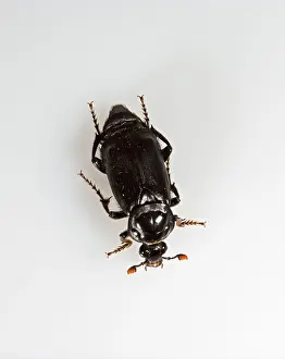 Burying: Burying beetle - white background