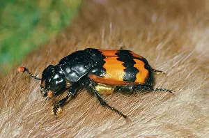 Burying: Burying / Carrion / Sexton Beetle
