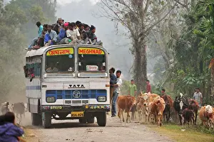Packed: Bus full of passengers cows crossing the road