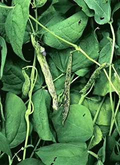 String: Bush Bean