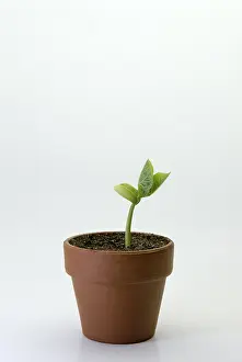 Bean: Bush bean, or common bean (Phaseolus vulgaris) seedling