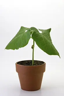 Bean: Bush bean, or common bean (Phaseolus vulgaris) seedling