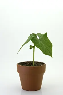 Bean: Bush bean, or common bean (Phaseolus vulgaris) seedling