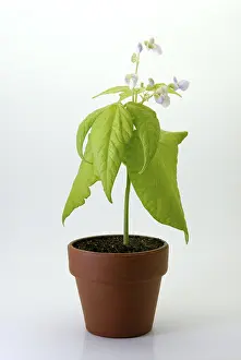 Sequence: Bush bean, or common bean (Phaseolus vulgaris) seedling