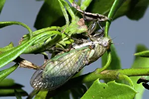 Punctata: Bush / Bladder Cicada - Female, differing from