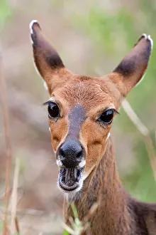 Tragelaphus: Bush buck / Bushbuck - with mouth open