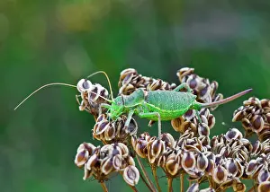 Grasshoppers: Bush Cricket