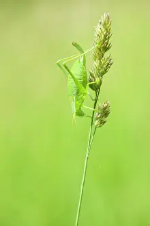 Modesta: Bush Cricket
