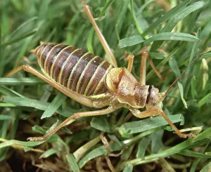 Zoological: Bush Cricket