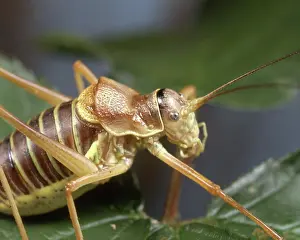 Zoological: Bush Cricket