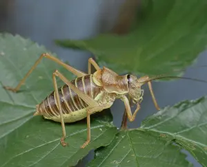 Zoological: Bush Cricket