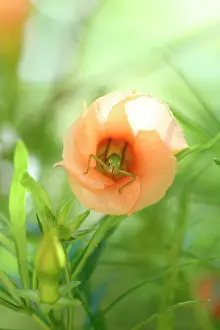 Apocynaceae: Bush-cricket (Holochlora biloba) in a Luckynut (Thevetia