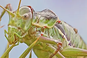 Mite: Bush crickets have very small wings, the pronotu