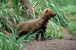Speothos: BUSH DOG