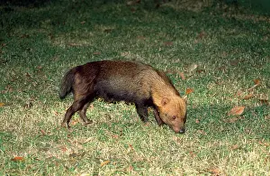 Speothos: Bush DOG