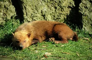Mata: Bush Dog - asleep