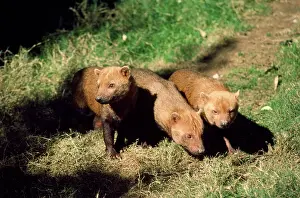 Speothos: Bush Dogs