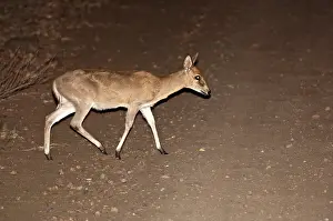 Duiker: Bush Duiker - crossing road at night