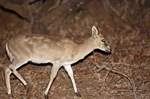 Duiker: Bush Duiker - at night