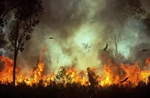Wildfire: Bush Fire - Black kites chasing insects during bush fire
