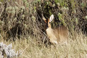 Duiker: Bush / Grey Duiker. Bale Mountains