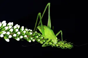 Katydid: Bush Katydid