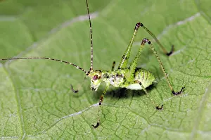 Nymph: Bush Katydid Nymph