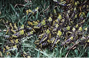 Crawling: BUSH LOCUST - NYMPHS
