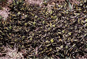 Crawling: BUSH LOCUST NYMPHS - mass