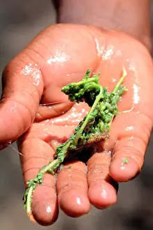 Locals: The bush soap is a plant used by the locals to clean