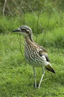 Burhinus: Bush Stone-curlew