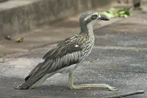 Burhinus: Bush STONE-CURLEW
