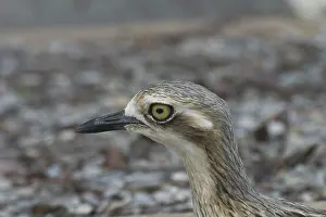 Burhinus: Bush STONE-CURLEW