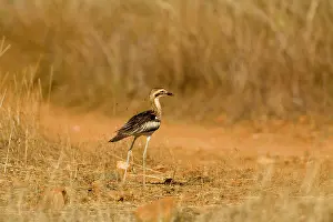 Burhinus: Bush Stone-curlew