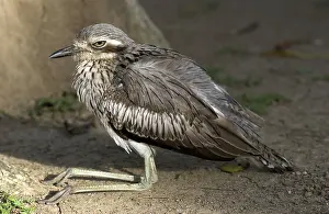 Burhinus: Bush Stone-curlew