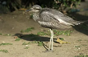 Burhinus: Bush Stone-curlew