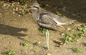 Burhinus: Bush Stone-curlew