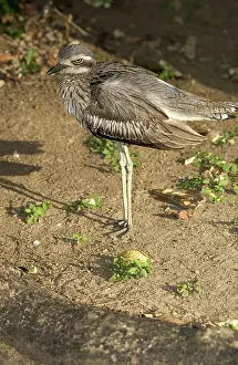 Burhinus: Bush Stone-curlew