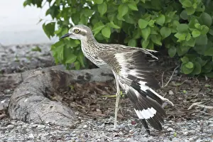 Burhinus: Bush STONE-CURLEW - on one leg