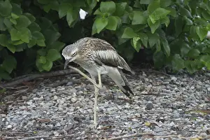 Burhinus: Bush STONE-CURLEW - on one leg