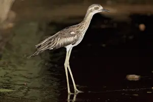 Burhinus: Bush Stone-curlew at night