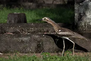 Burhinus: Bush Stonecurlew One of about 20 birds spending the day