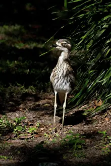 Burhinus: Bush Stonecurlew One of about 20 birds spending the day