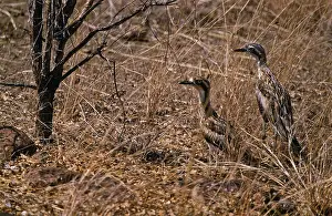 Burhinus: Bush Thick-knees, Western Australia